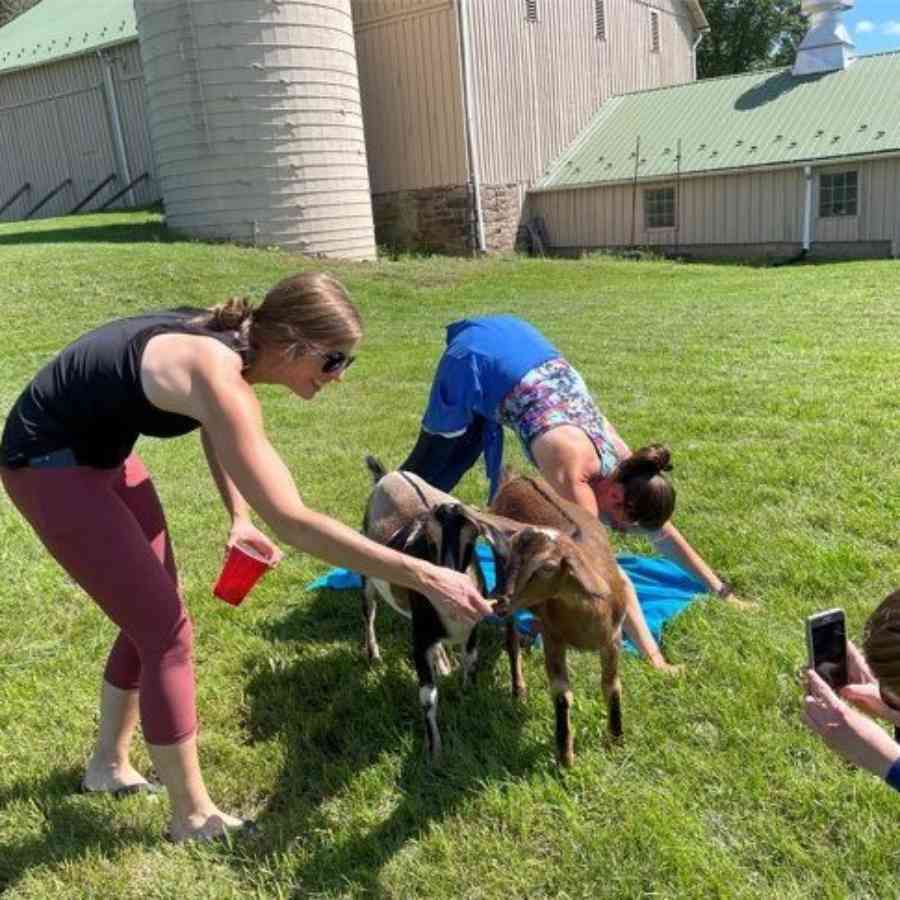 Goat yoga