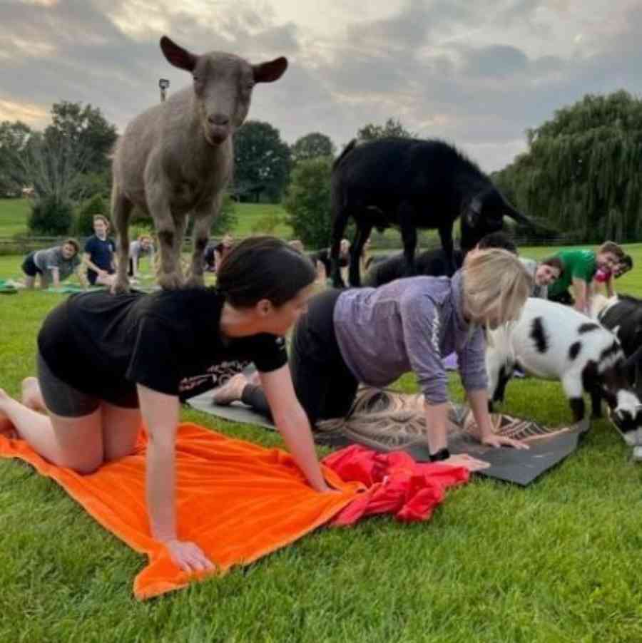 Goat yoga