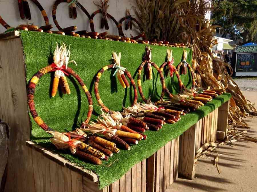 Indian corn