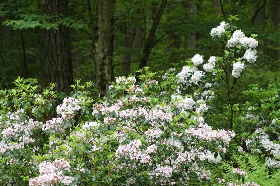 Flowers_Mountain laurel 2