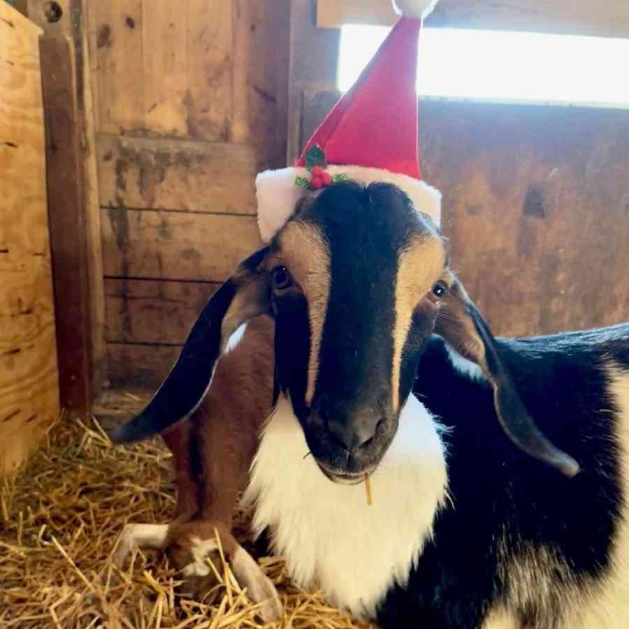 Xmas goat