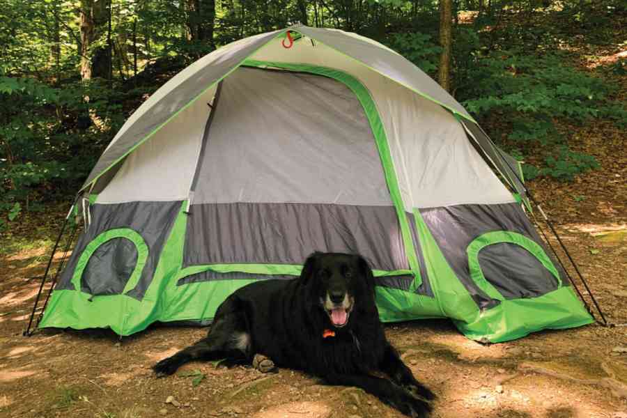 Camping_dog_1