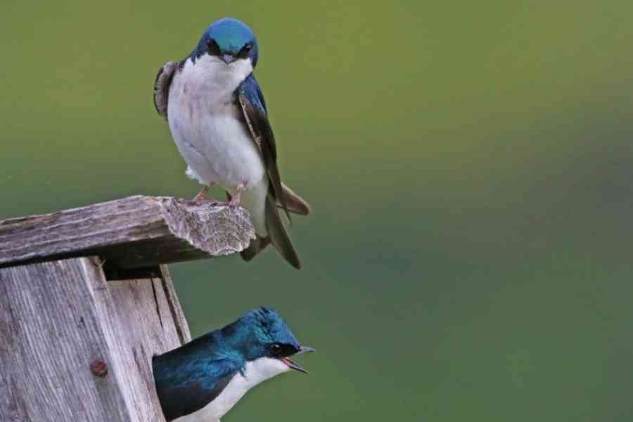 Bird_Tree Swallows