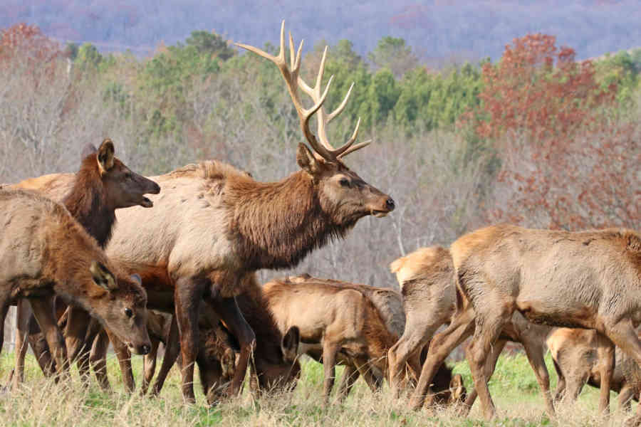 Elk herd 2805 ps mf