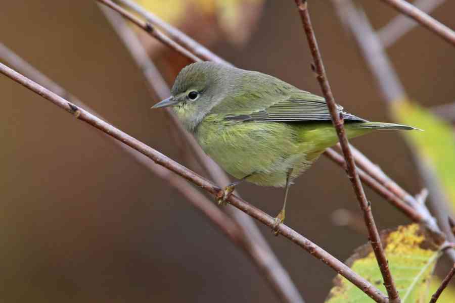 Tennessee Warbler 6943 ps 8x10
