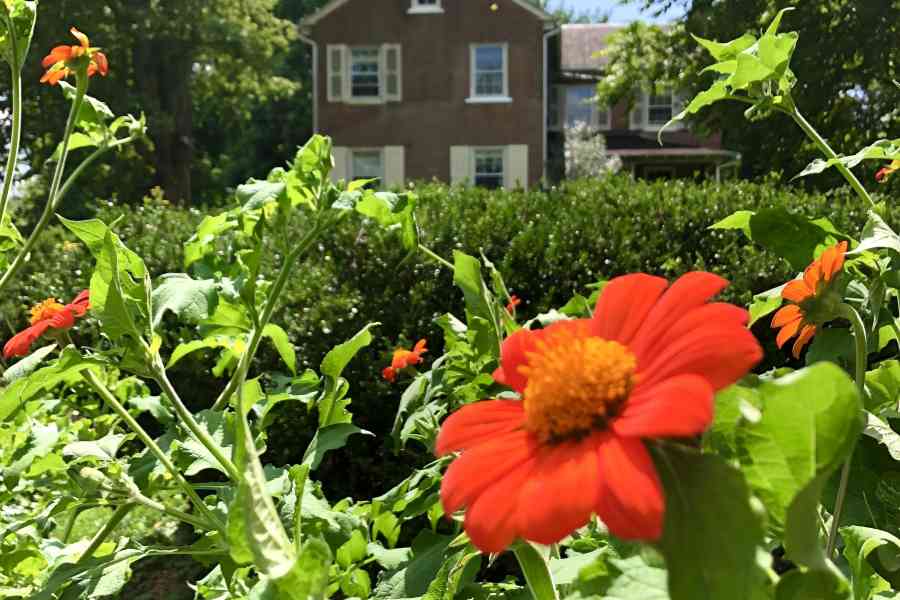 Rhoneymeade house tithonia full